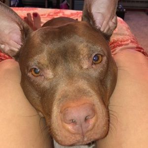 Meet your Posher, Antonia